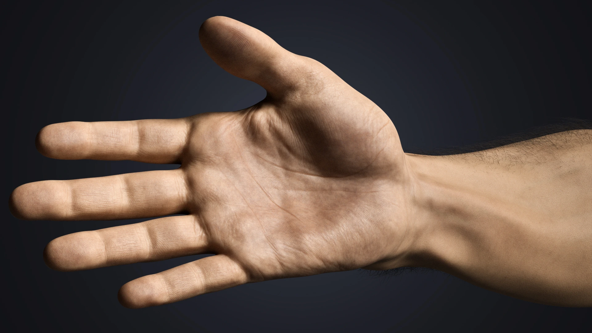 V-ARM 01 forearm anatomy close-up – realistic Blender arm model