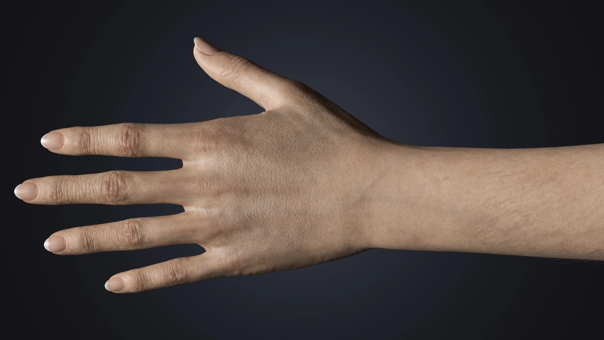 V-ARM 02 full dorsal view – female arms 3D rig with PBR textures