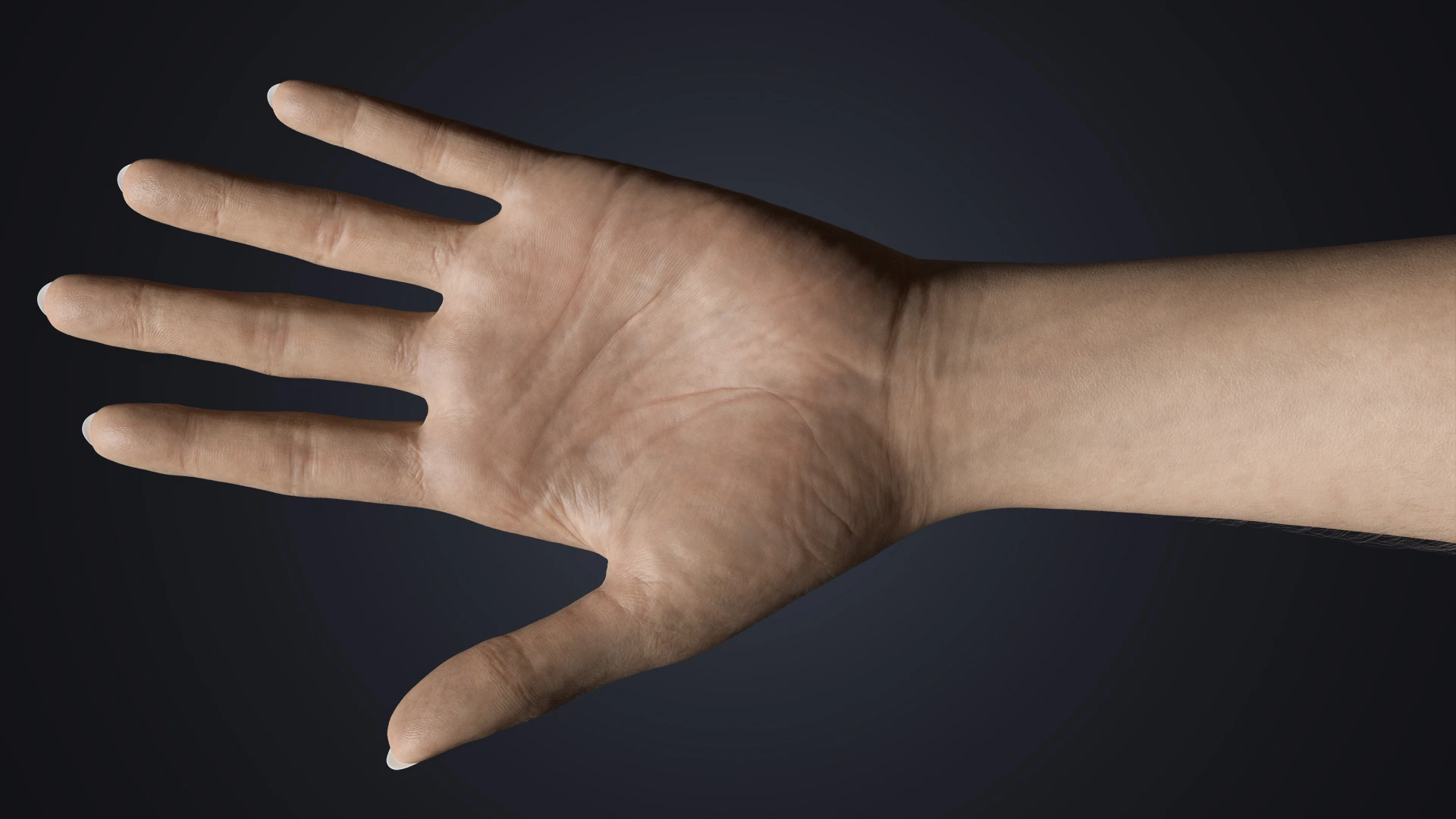 V-ARM 02 full palm view – realistic female hand model Blender Cycles