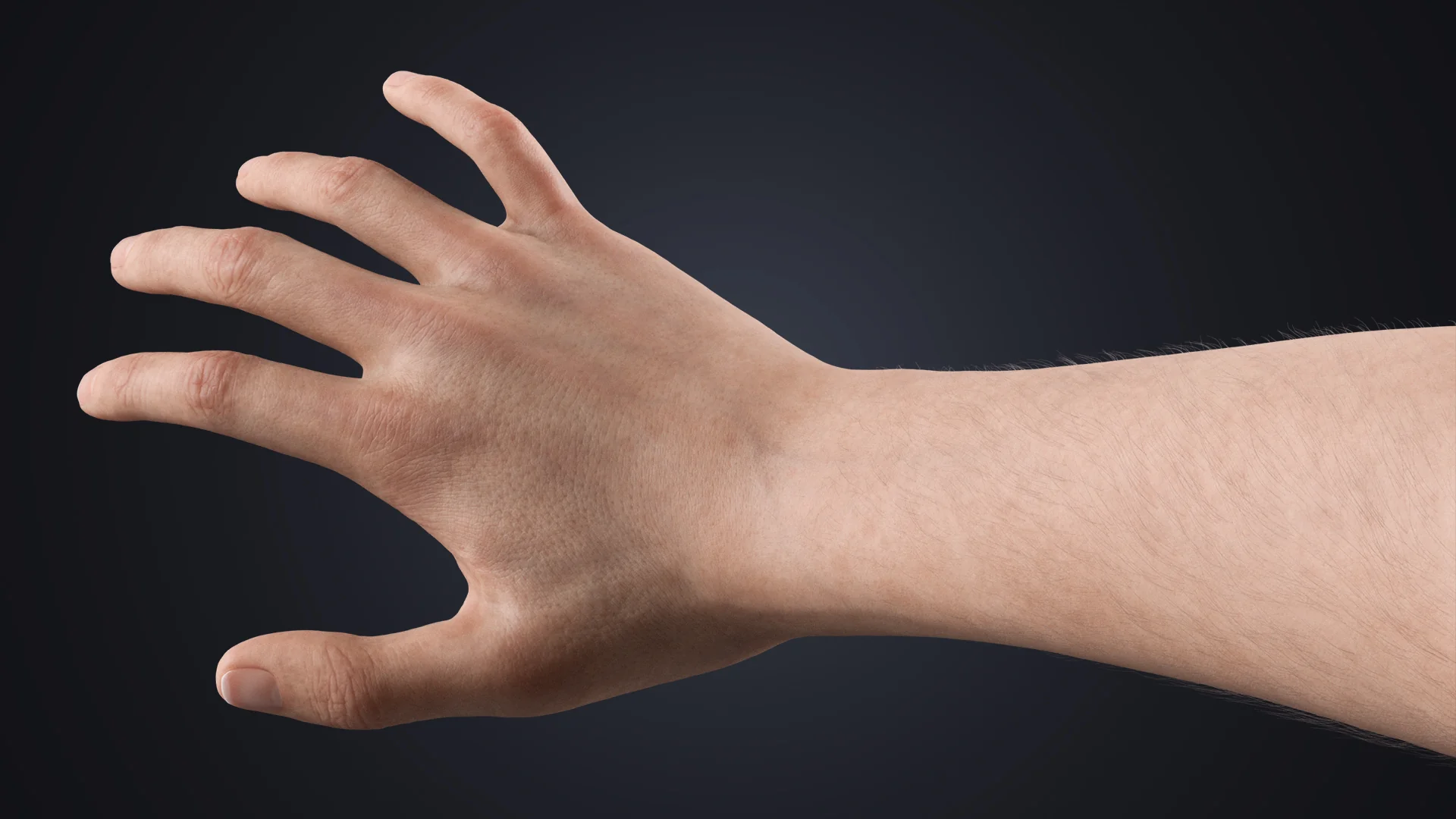 V-ARM 05 full arm view – realistic neutral 3D model for animation